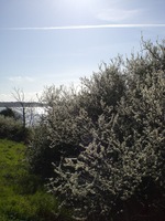 Hawthorn on the coast