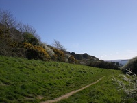 Path between hawthorn and gorse