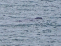 Seal at Chapel Point