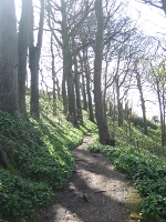 Dappled sunshine in the woods