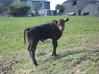Calf at Tregaminion farm