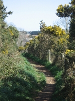 Gorse-lined track