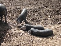 Piglets at Lankelly farm