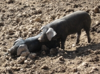 Piglets at Lankelly farm