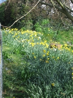 Daffodils