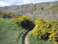 Gorse