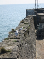 Seagulls at Charlestown