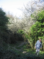 Helen climbing past hawthorn blossom