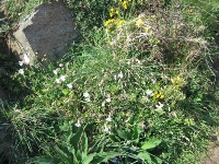 White flowers