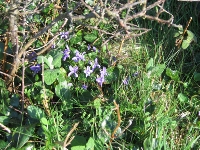 Purple flowers