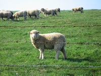 Curious lamb