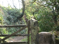 Chaffinch singing on a stile