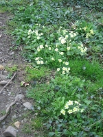 Primroses