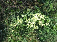 Primroses