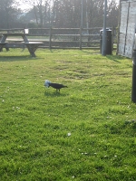 Crow playing with a crisp packet