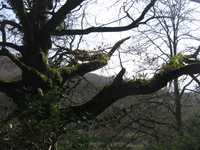 Tree growing ferns