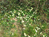 Primroses in St Winnow churchyard