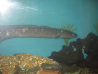 Conger eel at Mevagissey aquarium