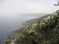 Hardy hawthorn at Dodman Point