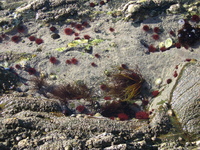 Sea anemones