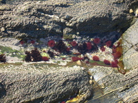 Sea anemones