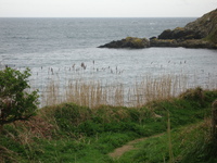 Clifftop grasses