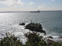 Oystercatchers off St. Anthony Head