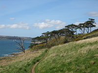 Scots pines near Molunan Beach