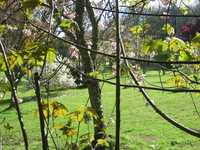 Blossom at Place House