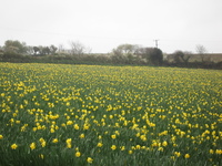 Field of daffodils