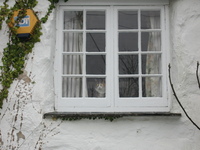 Cat in a window at Manaccan