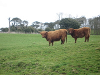 Highland(!) cattle