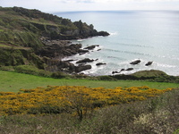 Towards Greeb Point (with gorse)