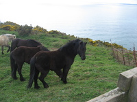 Dartmoor ponies near Dodman Point