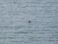 Seal at Chapel Point