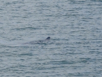 Seal at Chapel Point