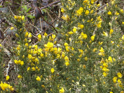 Gorse