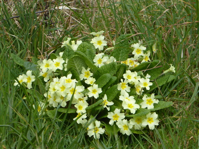 Primroses