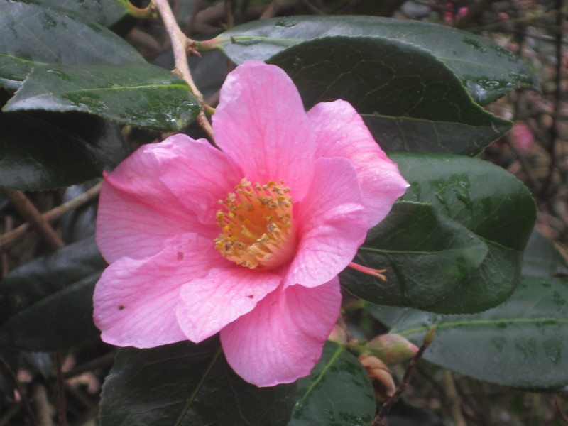 Pink flower