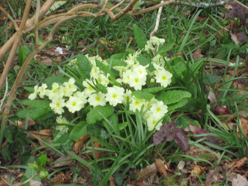 Primroses