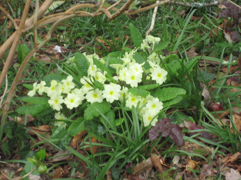 Primroses