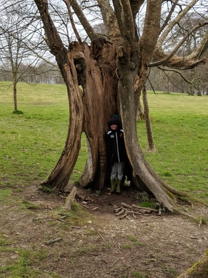 Matthew in a tree