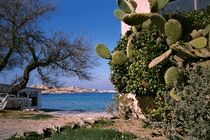 Cactuses and the sea in Ile Rousse