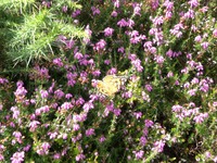 Butterfly on heather