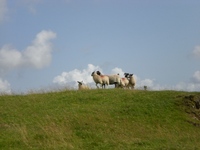 Sheep posse