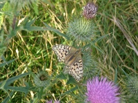 Butterfly on thistle