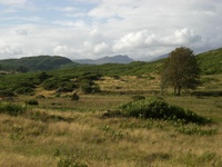 Bracken heathland