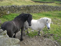 Contrasting horses