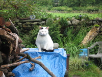 Cat at Green Bank