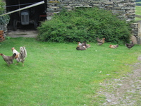 Cockerel and his harem in Pickthall Ground